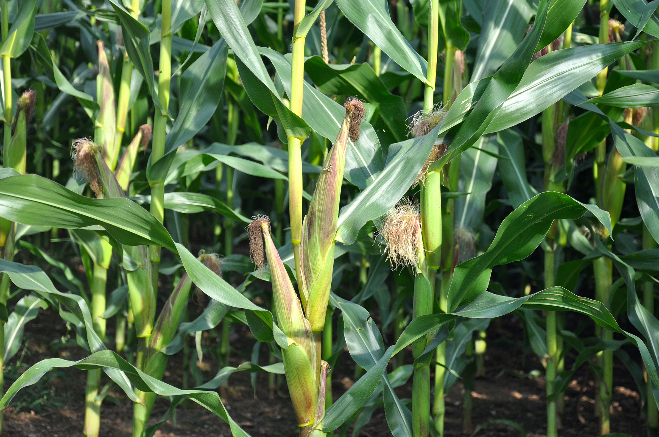 Maize-cobs-2-%40300.jpg