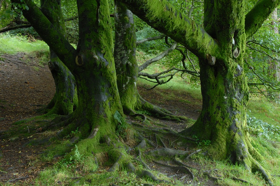 native tree production