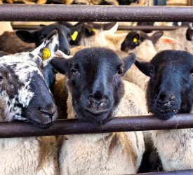 Wales eases bluetongue restrictions for autumn sales