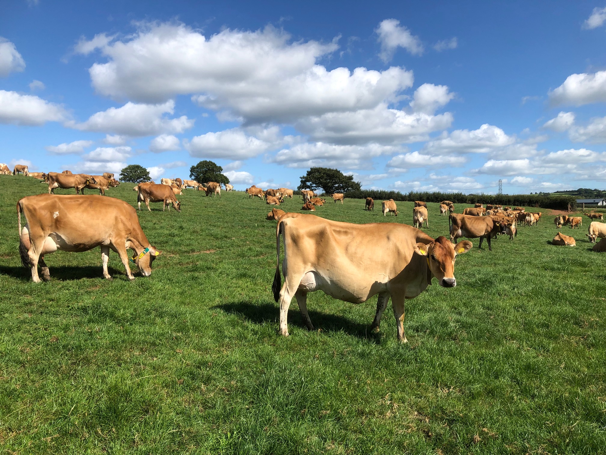 Society suggests verifying carbon footprint of Jersey cows Agriland.co.uk