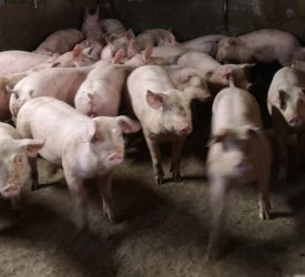 Research: Public would pay more for meat with good farm welfare