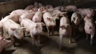 Research: Public would pay more for meat with good farm welfare
