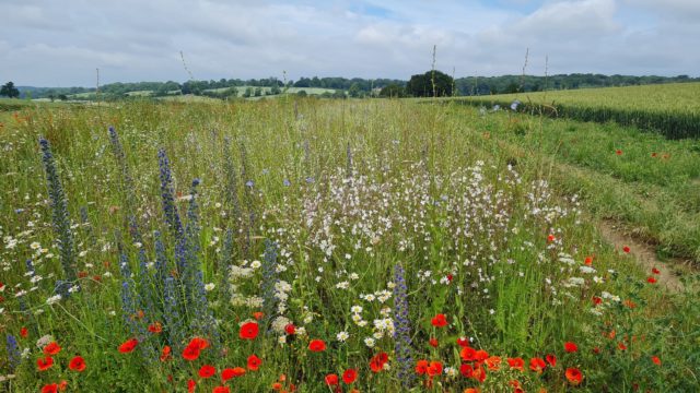 wildlife plot