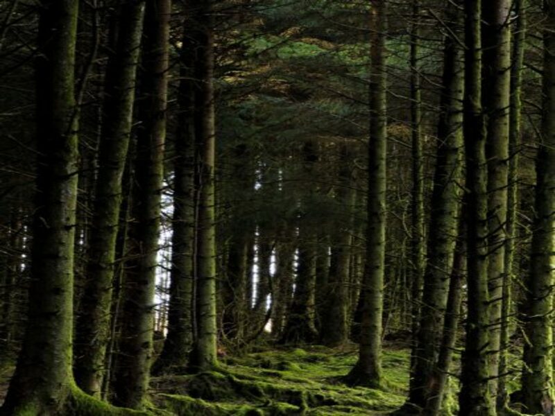 Scotland’s forestry adds £1.1bn to the economy each year – report – Agriland.co.uk