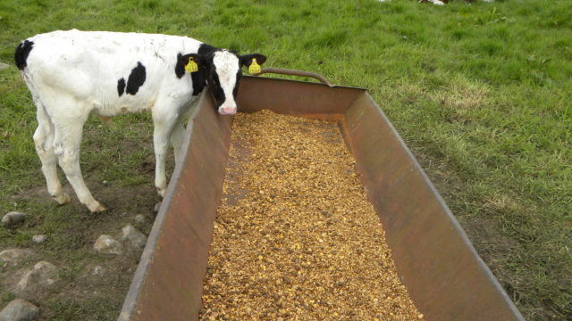 Friesian-calf-feeding-640x360.jpg