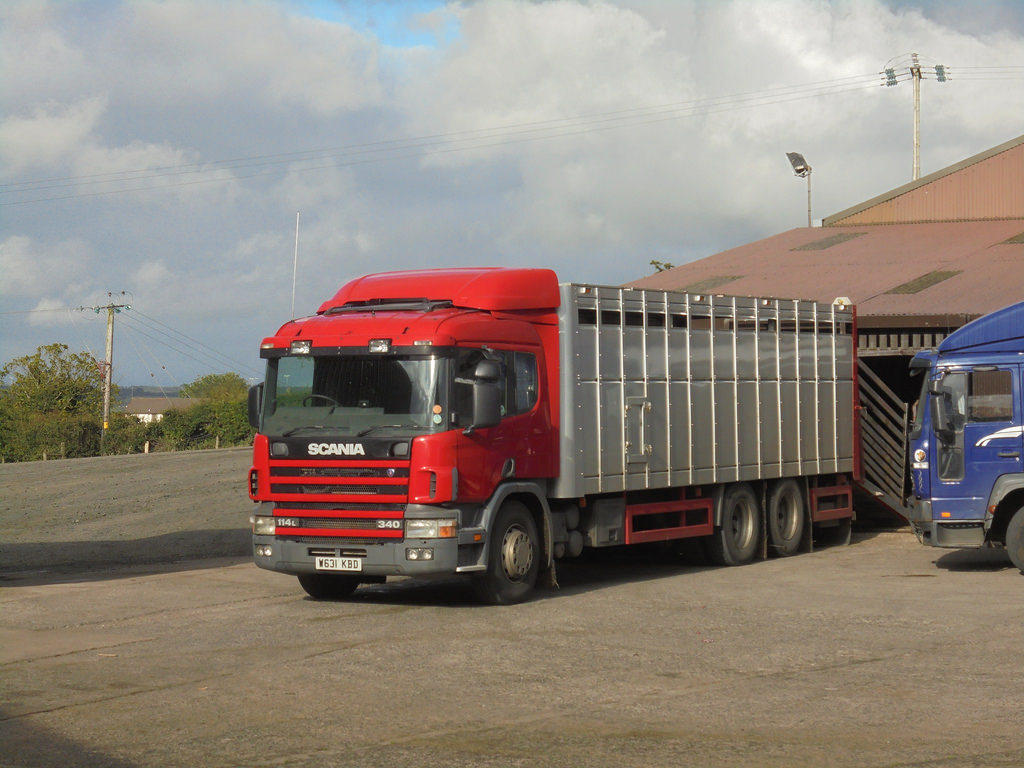 New BVD Export Requirements For NI Cattle To ROI Agriland co uk