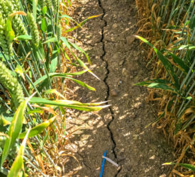 Experts warn drought to continue despite recent rainfall