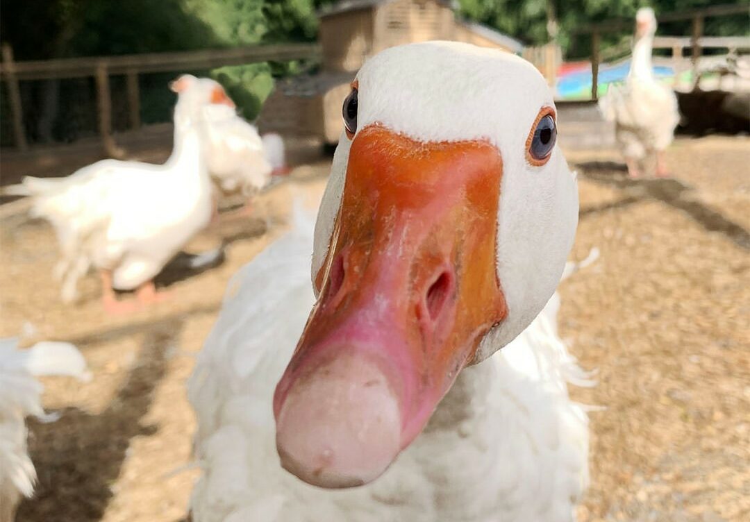 Bird Flu Suspected At Jimmy s Farm And Wildlife Park Agriland co uk