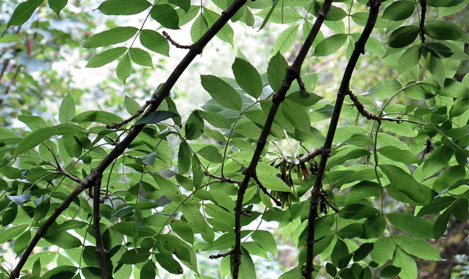 Ash Dieback Is Northern Ireland At Point Of No Return Agriland co uk