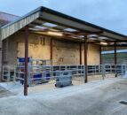 Infrastructure Focus: Modern handling facility on Armagh calf-to-beef farm