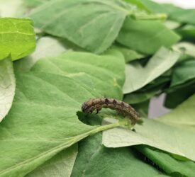 SPS transitional period needed to avoid ‘cliff edge’ for GB farmers – NFU