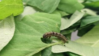 SPS transitional period needed to avoid ‘cliff edge’ for GB farmers – NFU