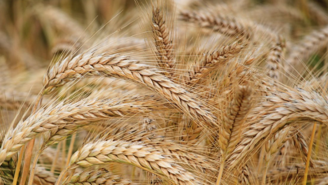 wheat-640x360.png