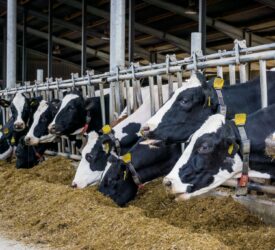 Organic dairy farmers alerted of short winter forage supply