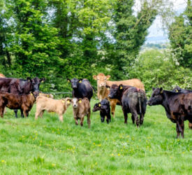 Botulism outbreaks result in death of over 700 cattle in England