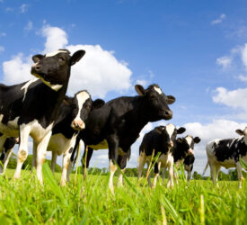 2026 for completion of £20m Ehrmann Cornish Dairy dessert production facility