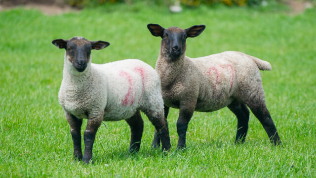 Suffolk-x-lambs-5-2048x1363-640x360.jpg