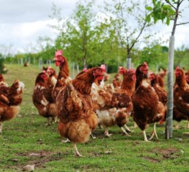 Commercial poultry flock culled following reports of bird flu