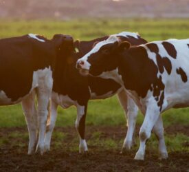 APHA field trials for bovine TB vaccine enter final phase