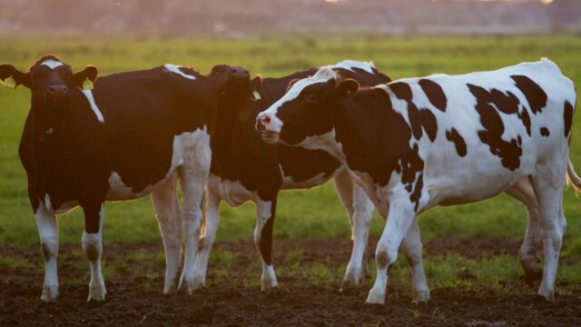 APHA field trials for bovine TB vaccine enter final phase