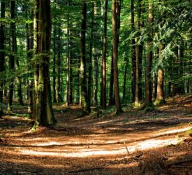 Tree disease restrictions lifted across seven counties