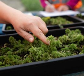 Research shines light on Welsh moss picking industry   