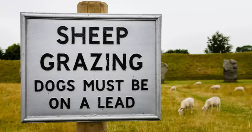sheep worrying survey