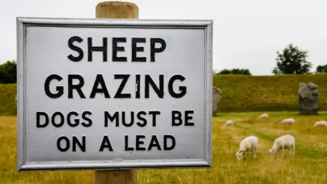 New bill to tackle livestock worrying set to become law