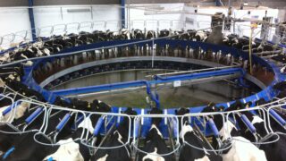 Northern Irish milk prices: A round-up for May