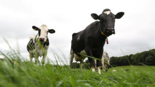 New figures show NI dairy has slashed emissions as production surges