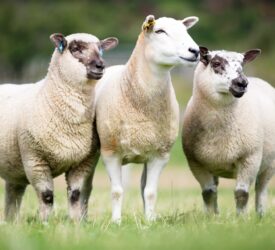 Thirteen lambs killed in Rostrevor, Co. Down