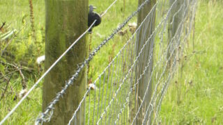 Delay to Environmental Farming Scheme Tranche 3 as department calls for review