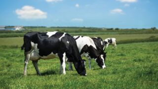 NI upland farmers wanted for European grassland project