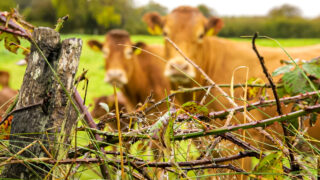 Fears PGI could prevent NI farmers from using term ‘Irish grass-fed beef’