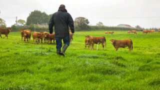 DAERA to cut number of farm inspections for 2020