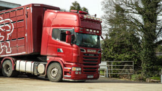 Live export recovery driven by Northern Irish demand