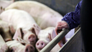 Rural Support joins Covid-19 mental health action group