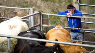 Farmers warned ‘HSENI could close marts at any time’