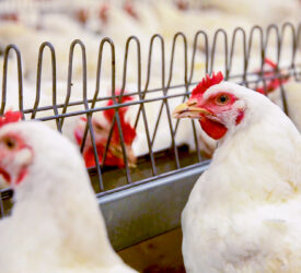 Bird flu confirmed in north-east England