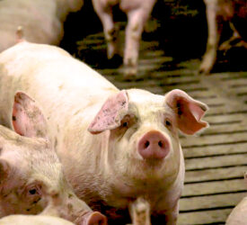 NPA welcomes new Fair Dealing pig regulations
