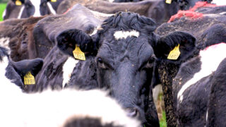 Almost 15,000 cattle ‘stolen’ in NI in just 4 years