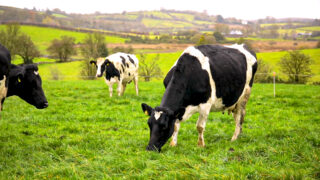 NI Agriculture Committee ‘asked to rubber-stamp’ Brexit legislation without scrutiny