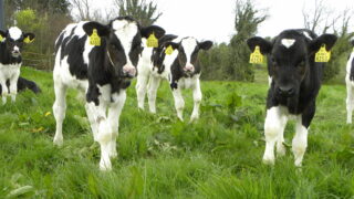 NI calf TB testing changes ‘strike right balance’ between integrity and safety