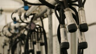 Northern Irish milk production soars as prices hold