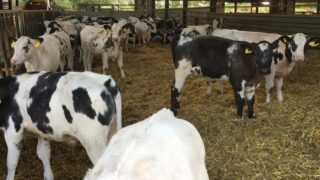 Deadline appoaching for 2-day dairy-bred beef study tour