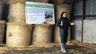 ‘Calf health is a good measure of calf welfare’ on farms