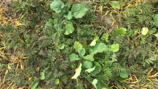 Tillage conference: The story of compulsory cover crops in Denmark