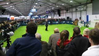 Winter Fair: Crowds flock to NI’s flagship dairy show