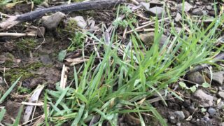 Mildew control: Tern makes a return