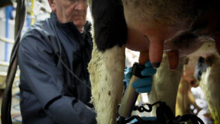 Milk composition a ‘lost opportunity’ for NI’s dairy sector